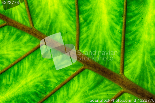 Image of green leaf texture