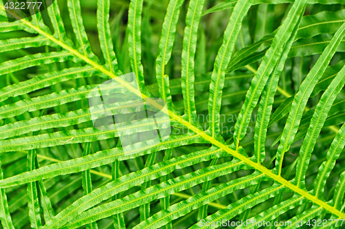 Image of green leaf texture