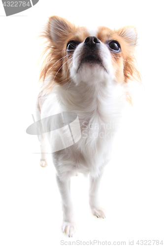 Image of chihuahua is resting