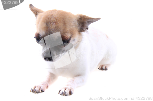 Image of chihuahua is resting