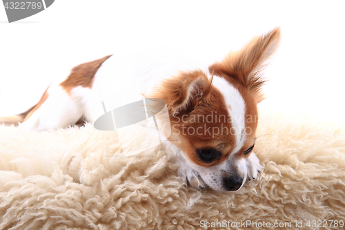 Image of chihuahua is resting