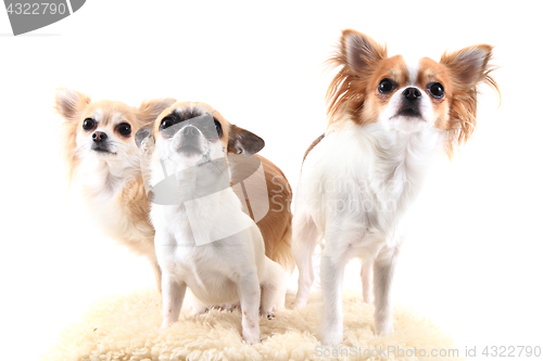 Image of three chihuahua is resting