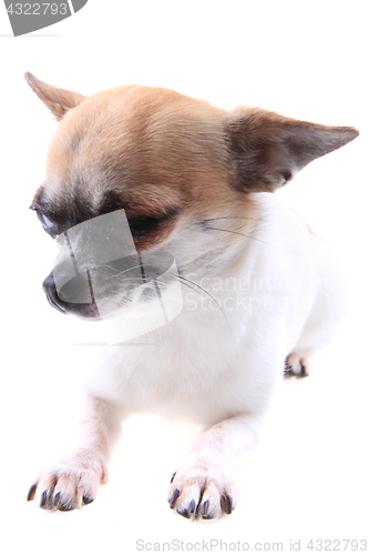 Image of chihuahua is resting