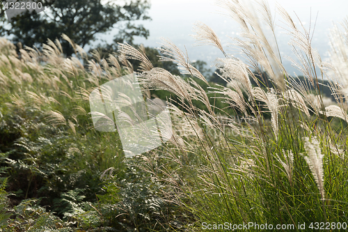 Image of Mountain with Chinese silvergrass