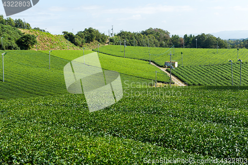 Image of Green Tea plantation 