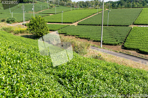 Image of Fresh green tea field