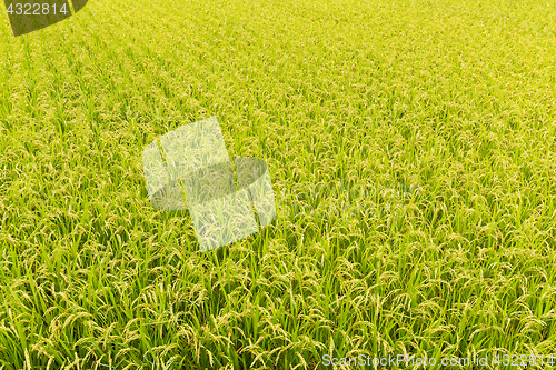 Image of Paddy rice field