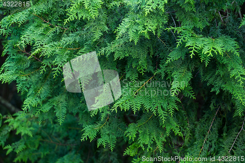 Image of Forrest of green pine tree