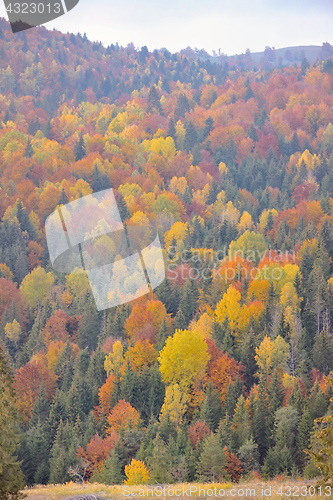 Image of Autumn foliage over river