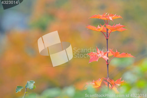Image of Single maple tree leaves