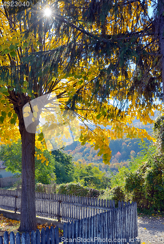 Image of Autumn single tree