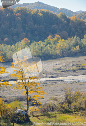 Image of Autumn single tree