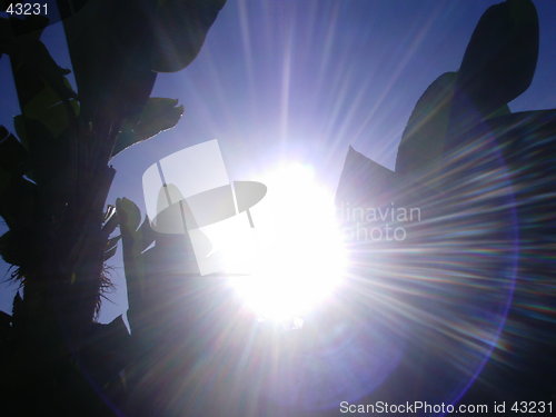 Image of Backlight Banana Tree