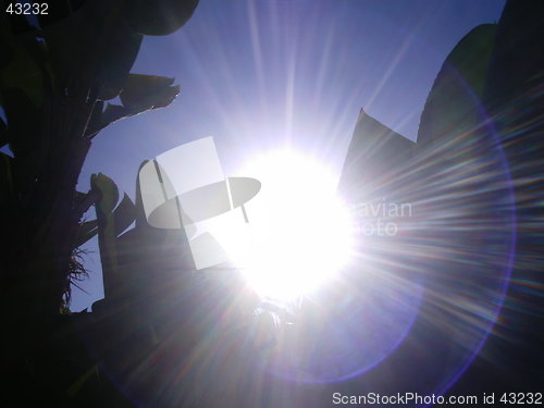 Image of Backlight Banana Tree