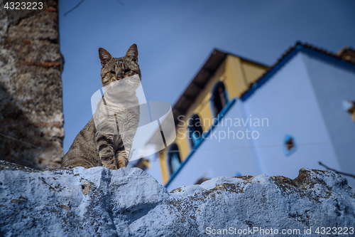 Image of Cat in Chefchaouen, the blue city in the Morocco.