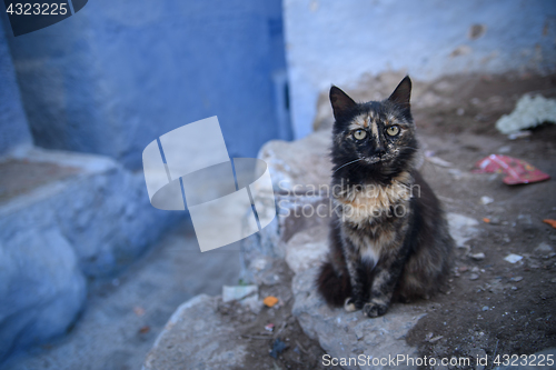 Image of Cat in Chefchaouen, the blue city in the Morocco.