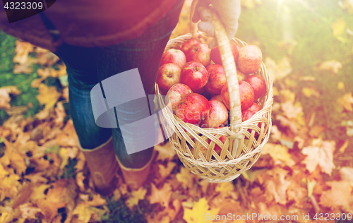 Image of woman with basket of apples at autumn garden