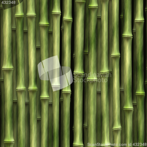 Image of Bamboo plants