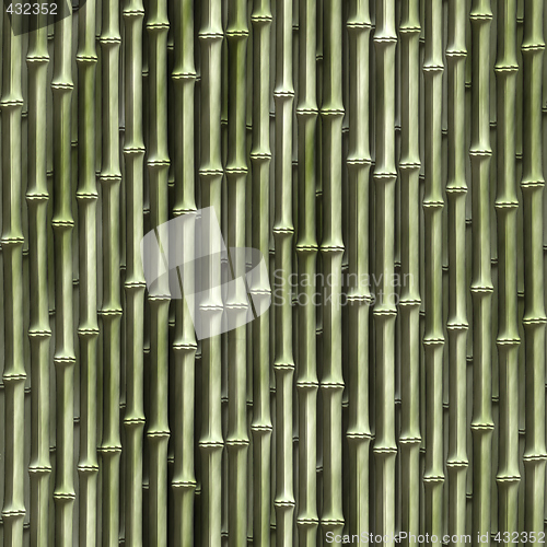 Image of Bamboo plants