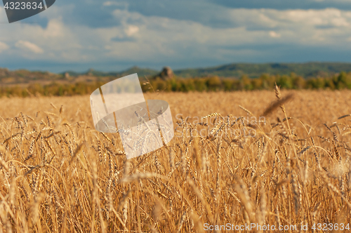 Image of wheat field on sunset