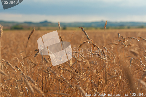 Image of wheat field on sunset