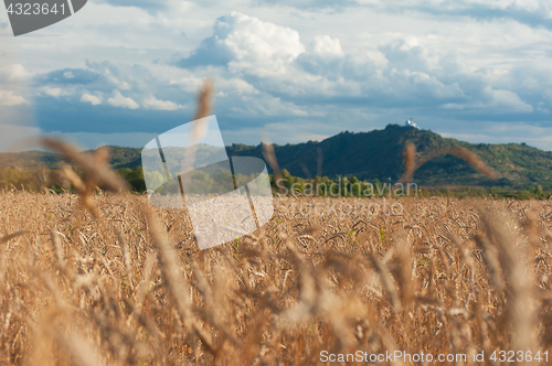 Image of wheat field on sunset