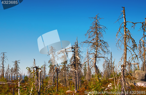 Image of Strange Dry Forest