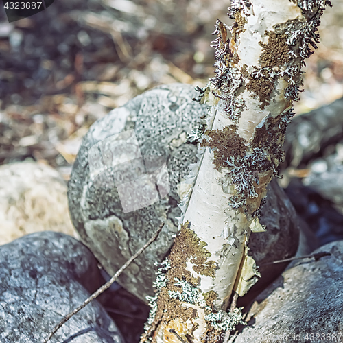 Image of Natural Lichen Texture Background