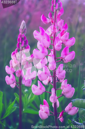 Image of Beautiful Blooming Pink Lupine