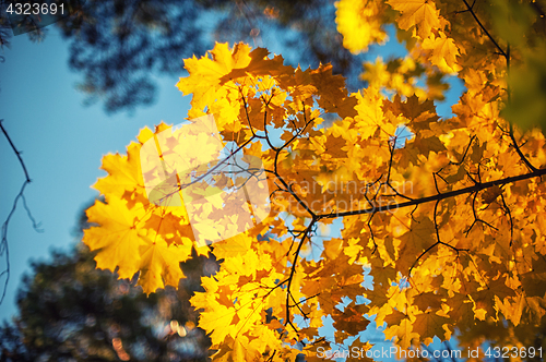 Image of Autumn leaves, for background