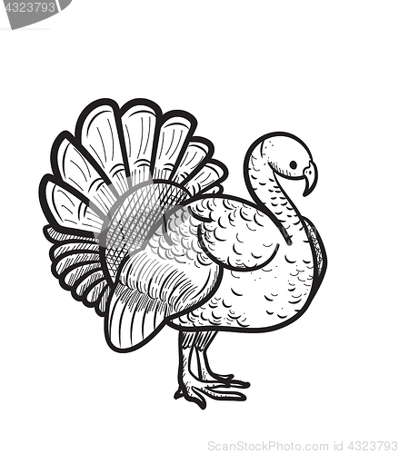Image of Thanksgiving day turkey hand drawn sketch icon.