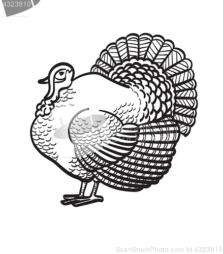 Image of Thanksgiving day turkey hand drawn sketch icon.