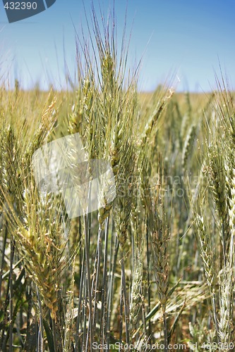 Image of Summer wheat