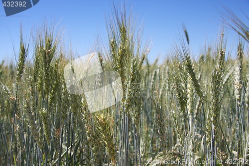 Image of Summer wheat