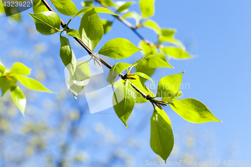 Image of linden leaves, spring