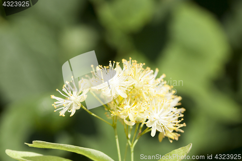 Image of flowering linden trees