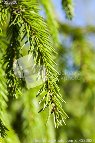 Image of young branches of spruce