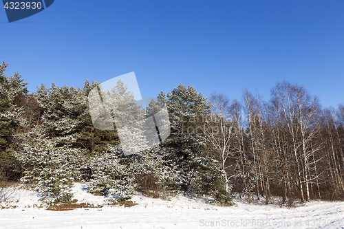 Image of spruce in the snow, winter