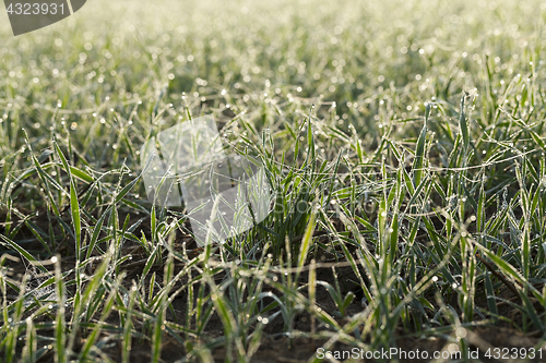 Image of young grass plants, close-up