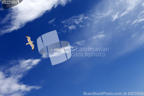 Image of Seagull hover in blue sky with sunlight clouds