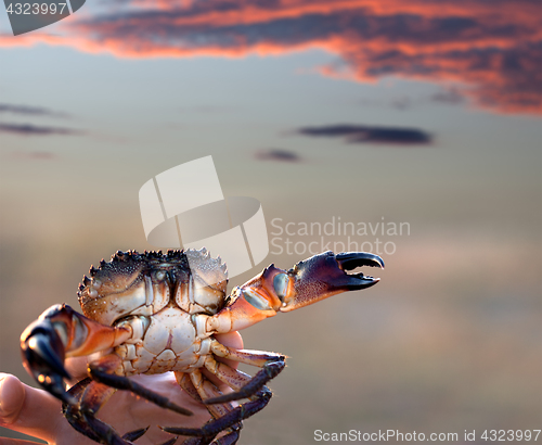 Image of Caught crab in hand and sunset sky 