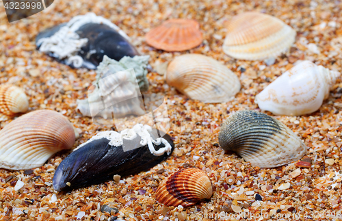 Image of Seashells on sand in sunny day