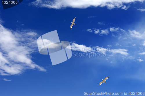 Image of Two seagulls hover in blue sky with sunlight clouds