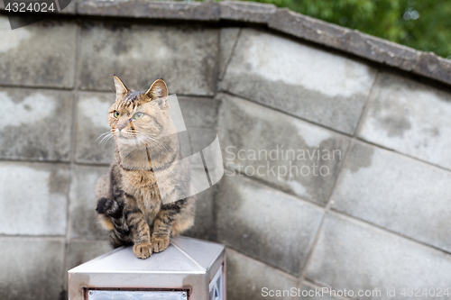 Image of Street cat