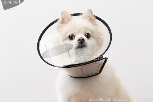 Image of White pomeranian with plastic collar