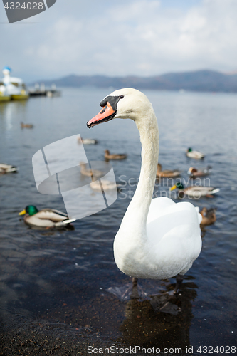 Image of Swan and duck on the lake