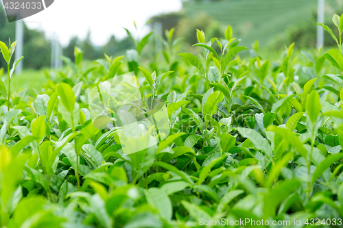 Image of Green Tea plant