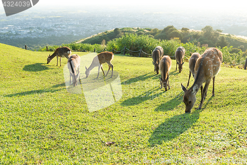 Image of Cute Deer eating grass