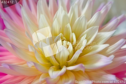 Image of dahlia flower