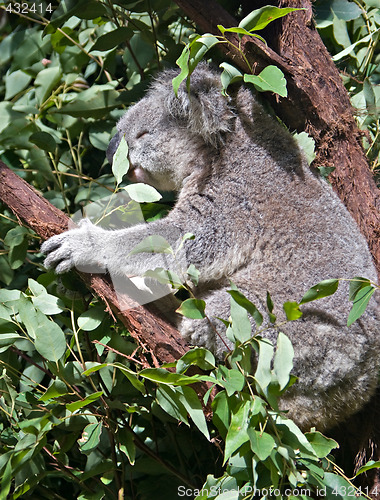 Image of australian koala